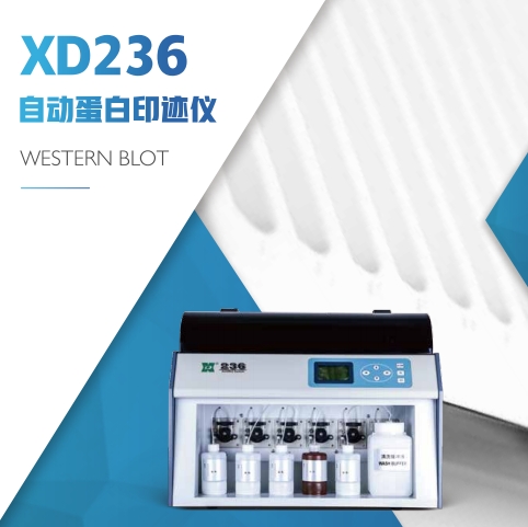 上海迅达自动蛋白印迹仪XD236型
